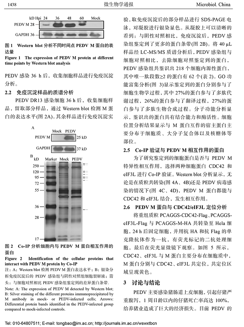 13-与猪流行性腹泻病毒 M 蛋白互作的宿主蛋白的鉴定-5.jpg