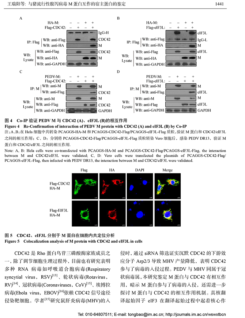 13-与猪流行性腹泻病毒 M 蛋白互作的宿主蛋白的鉴定-8.jpg