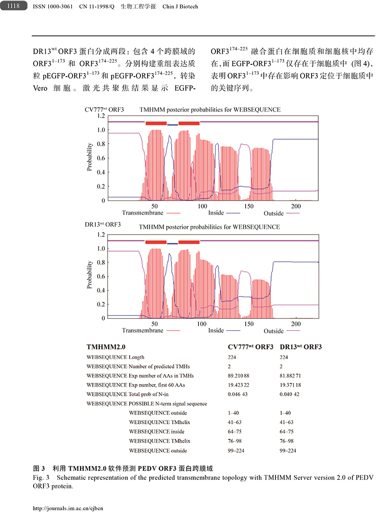18、猪流行性腹泻病毒ORF3蛋白-6.jpg