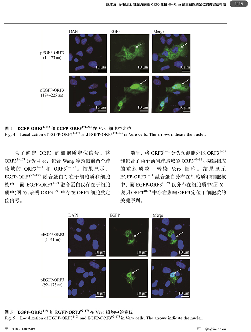 18、猪流行性腹泻病毒ORF3蛋白-7.jpg