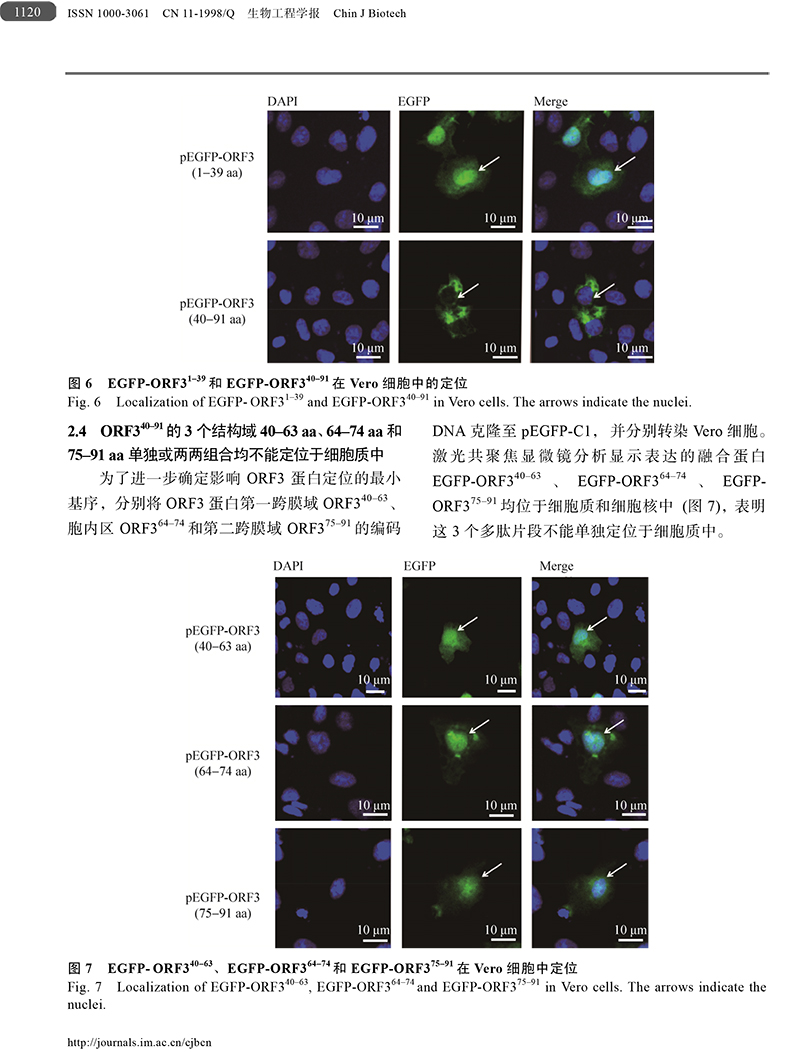 18、猪流行性腹泻病毒ORF3蛋白-8.jpg
